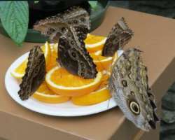The garden offers various displays for the visitors which includes butterflies like blue morphos from the tropical forest of South and Central America